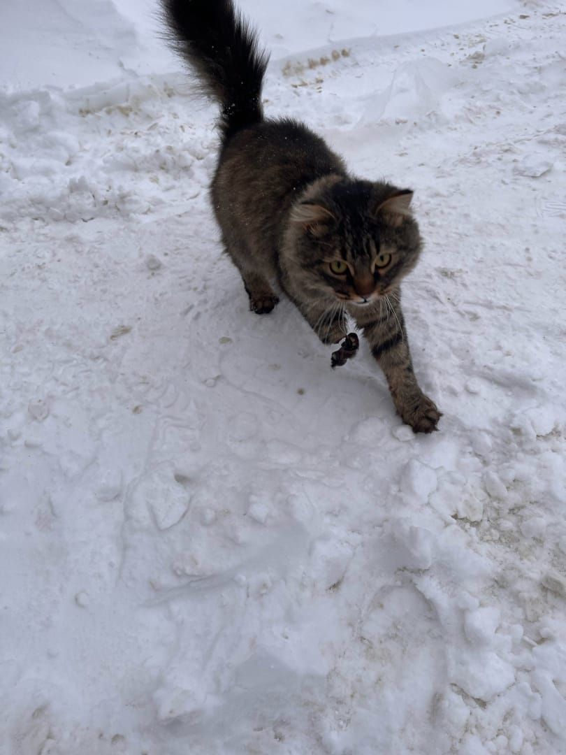 кот, волонтер, зооволонтёр, зоогостинница,