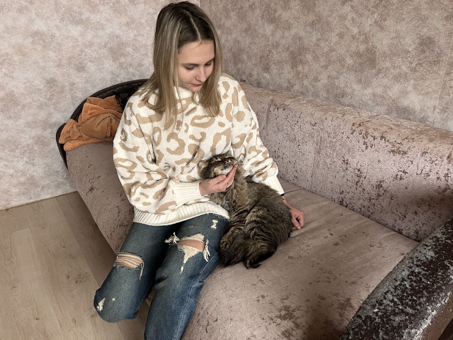 кот, волонтер, зооволонтёр, зоогостинница,