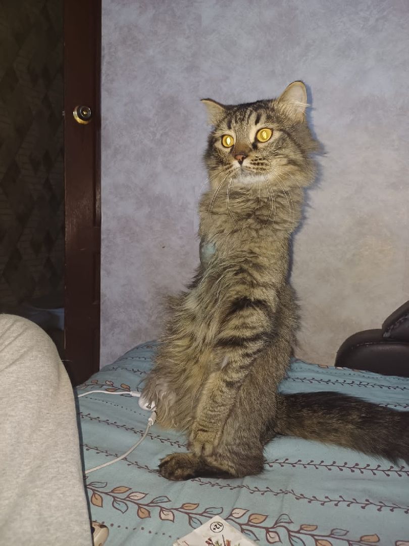 кот, волонтер, зооволонтёр, зоогостинница,