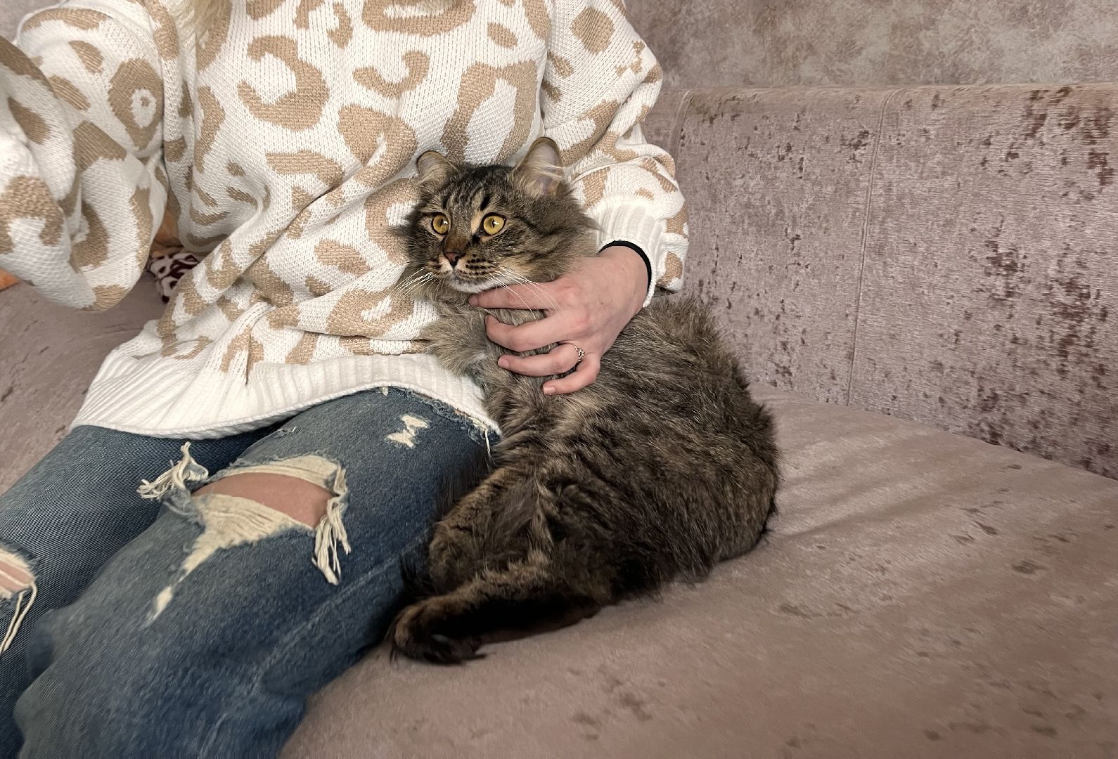 кот, волонтер, зооволонтёр, зоогостинница,