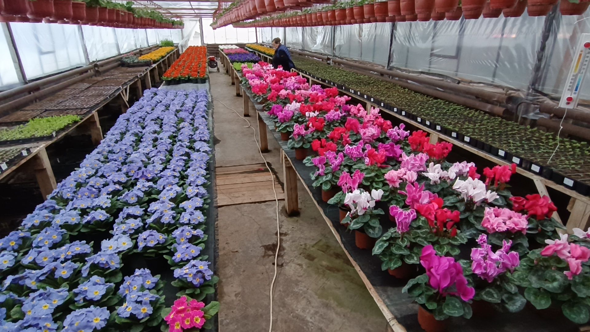 цветы, лобня, тюльпаны,