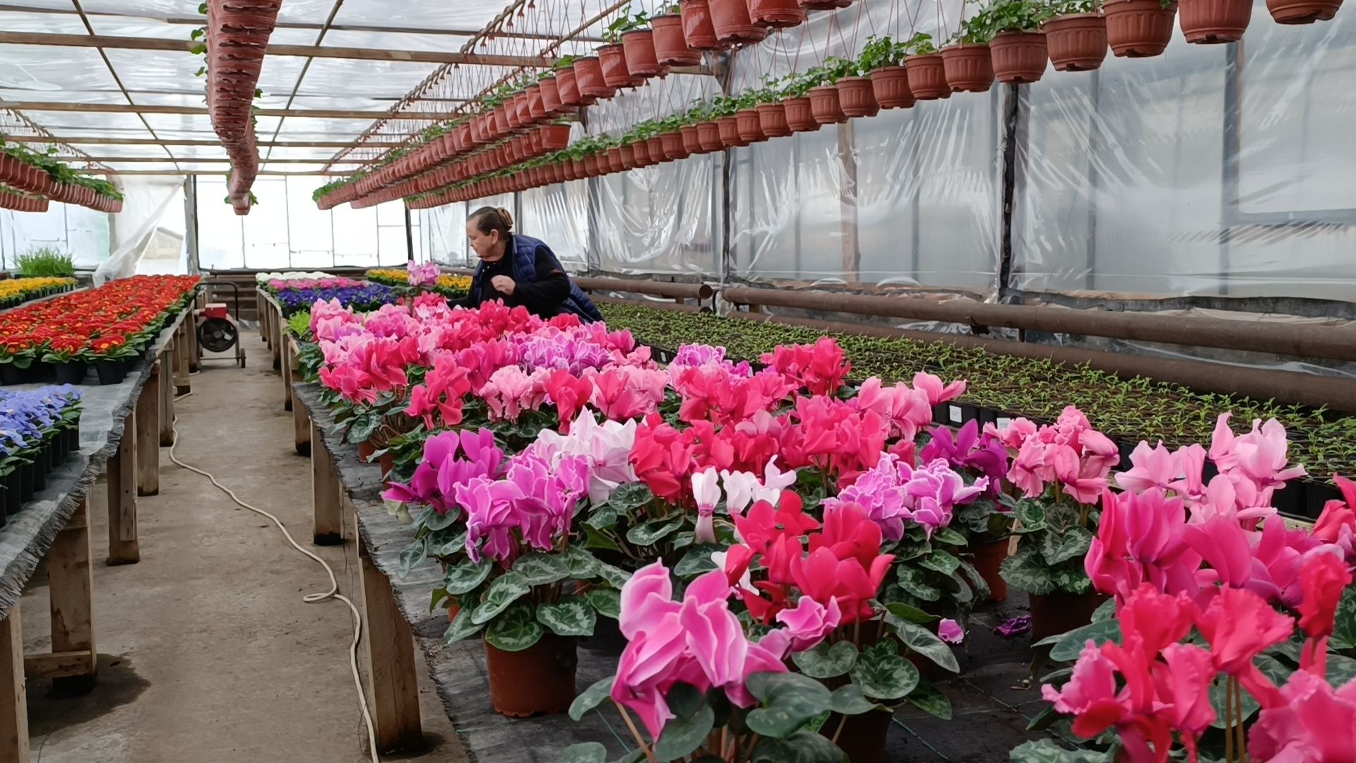 цветы, лобня, тюльпаны,