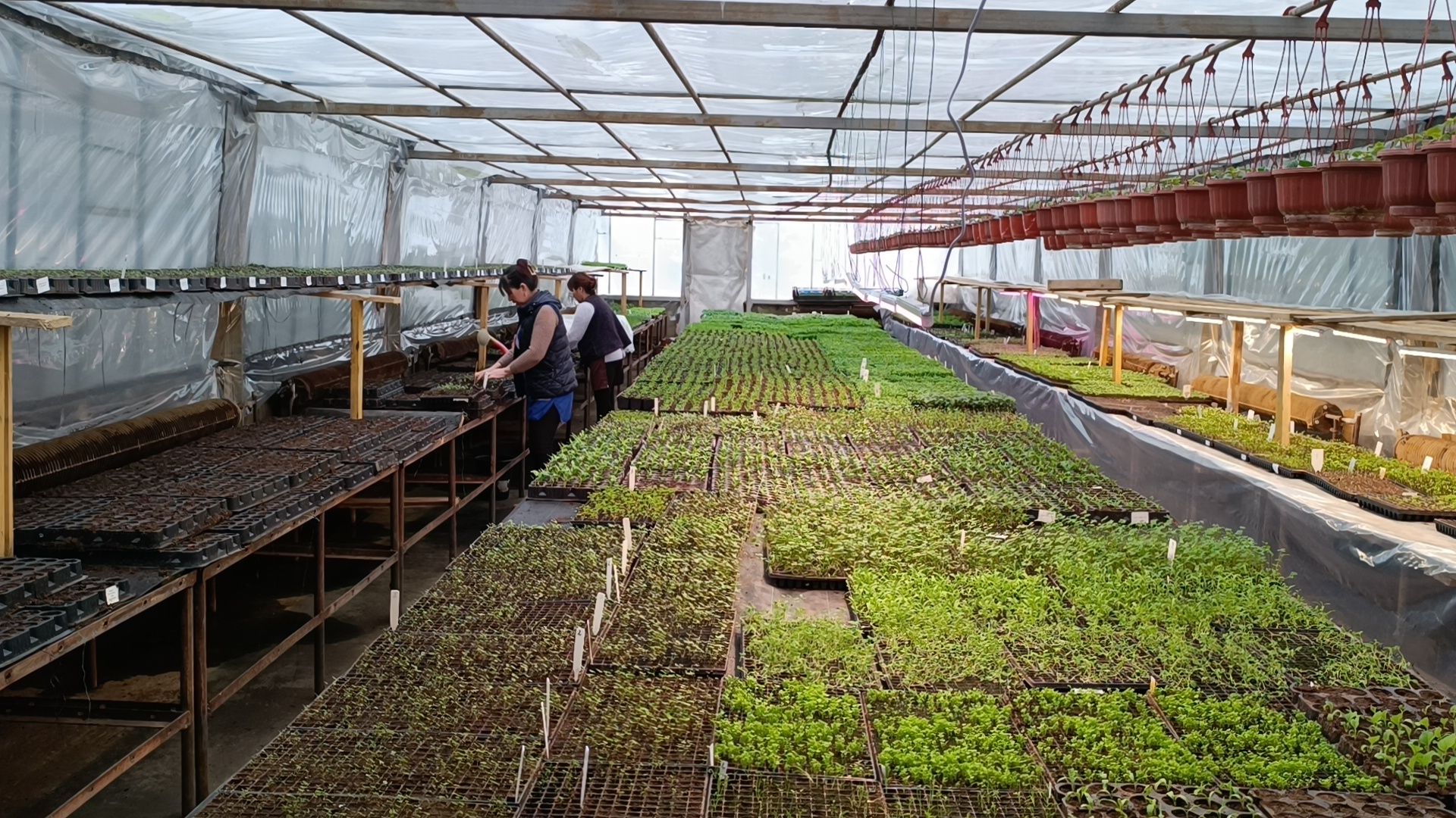 цветы, лобня, тюльпаны,