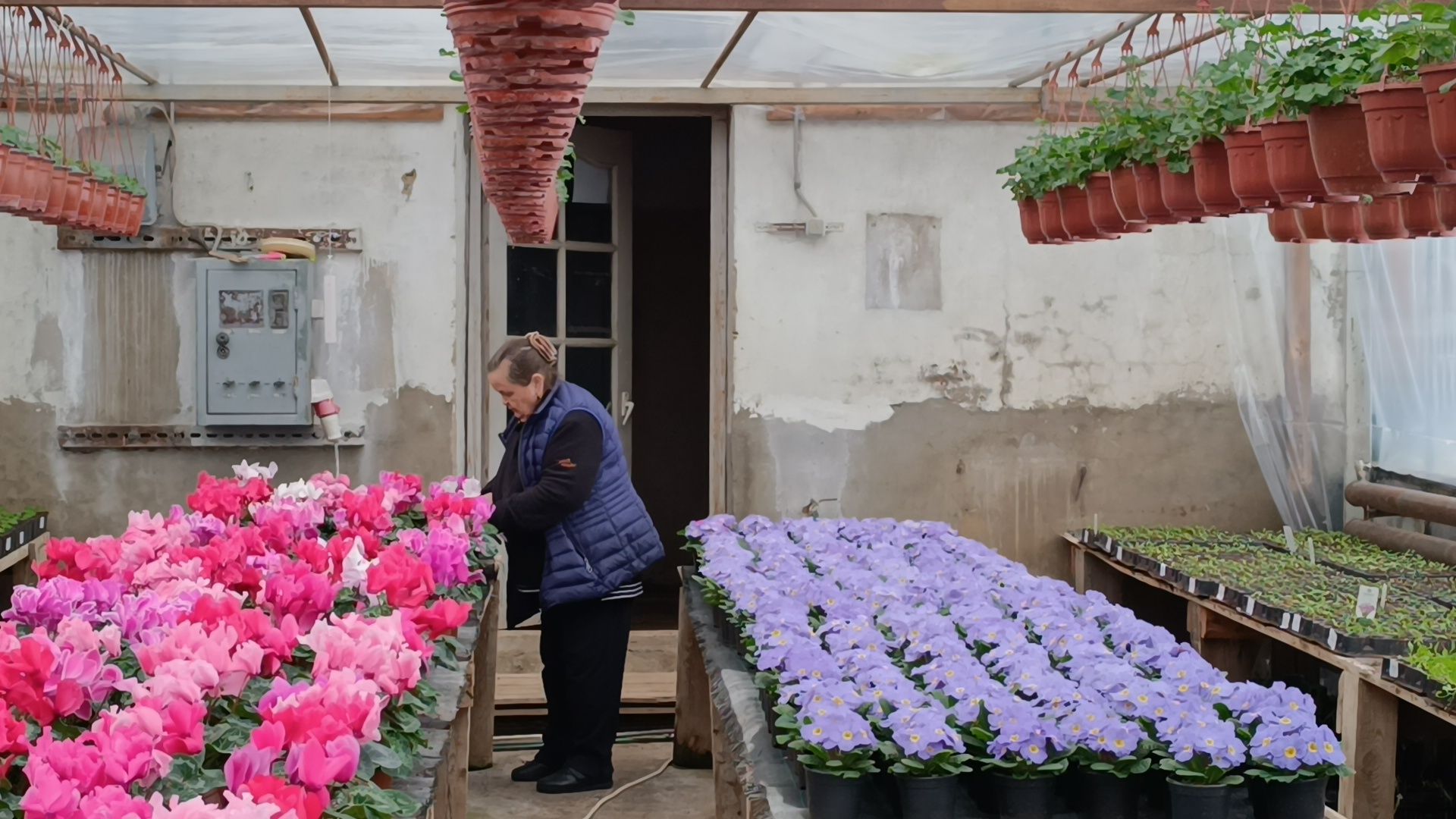 цветы, лобня, тюльпаны,