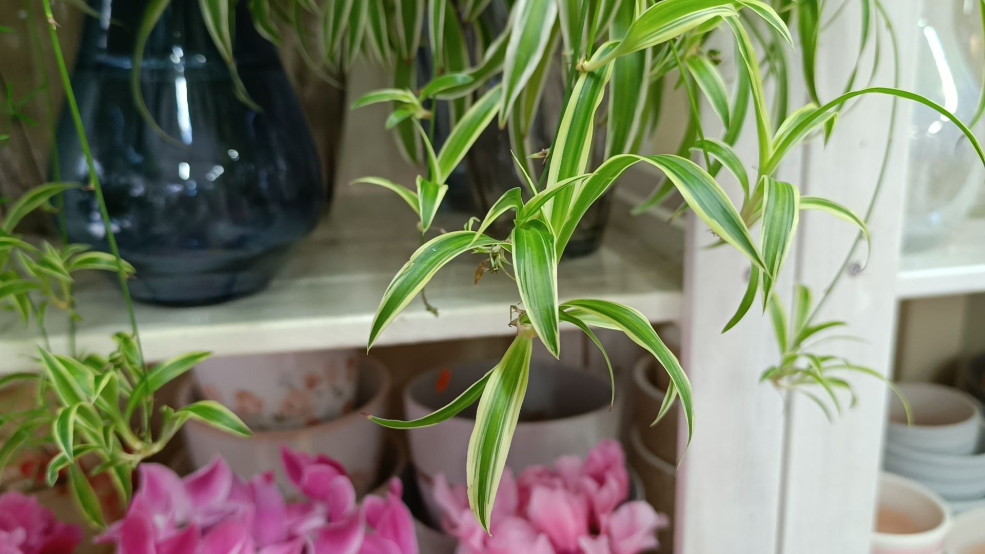 цветы, лобня, тюльпаны,