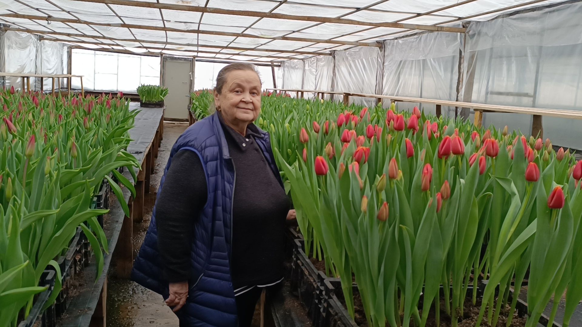 цветы, лобня, тюльпаны,