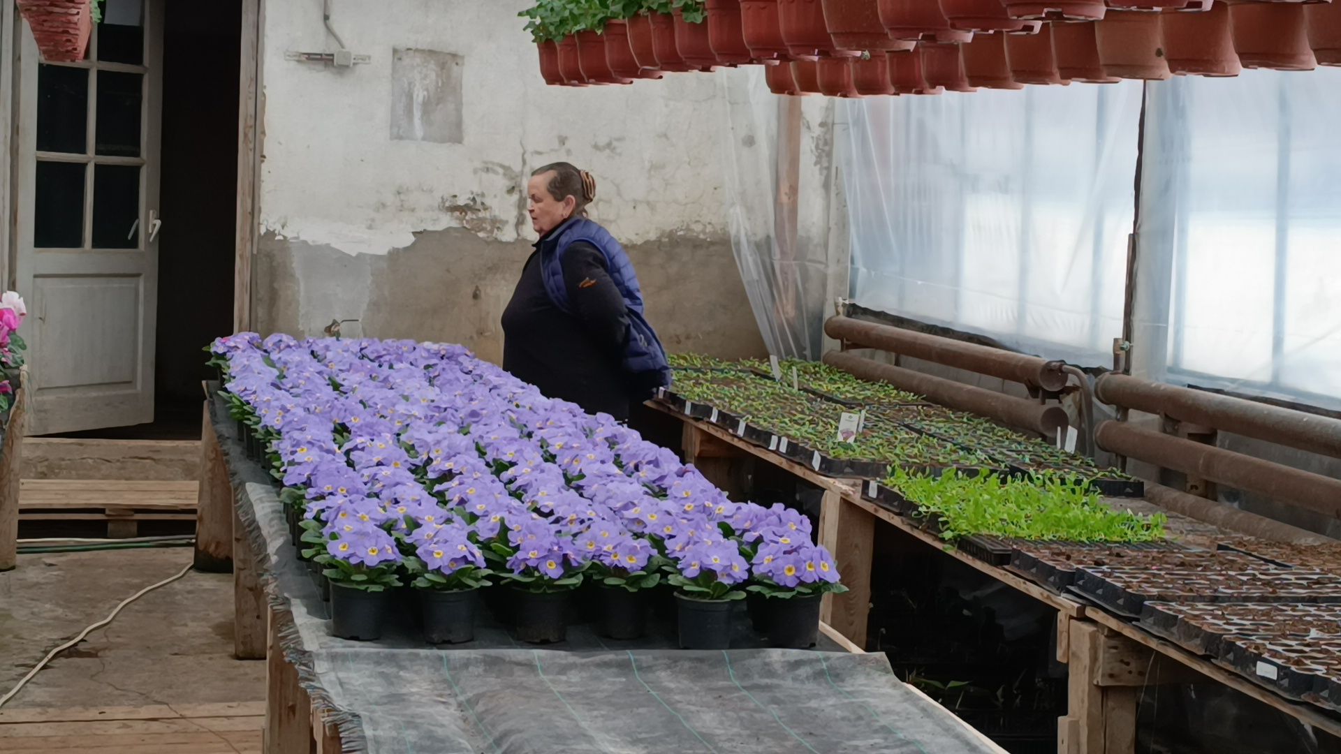 цветы, лобня, тюльпаны,