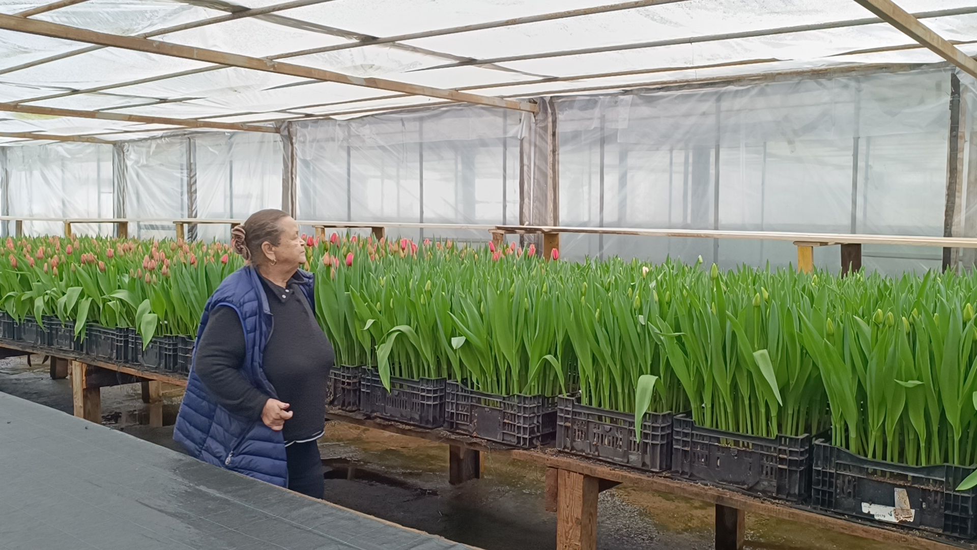 цветы, лобня, тюльпаны,