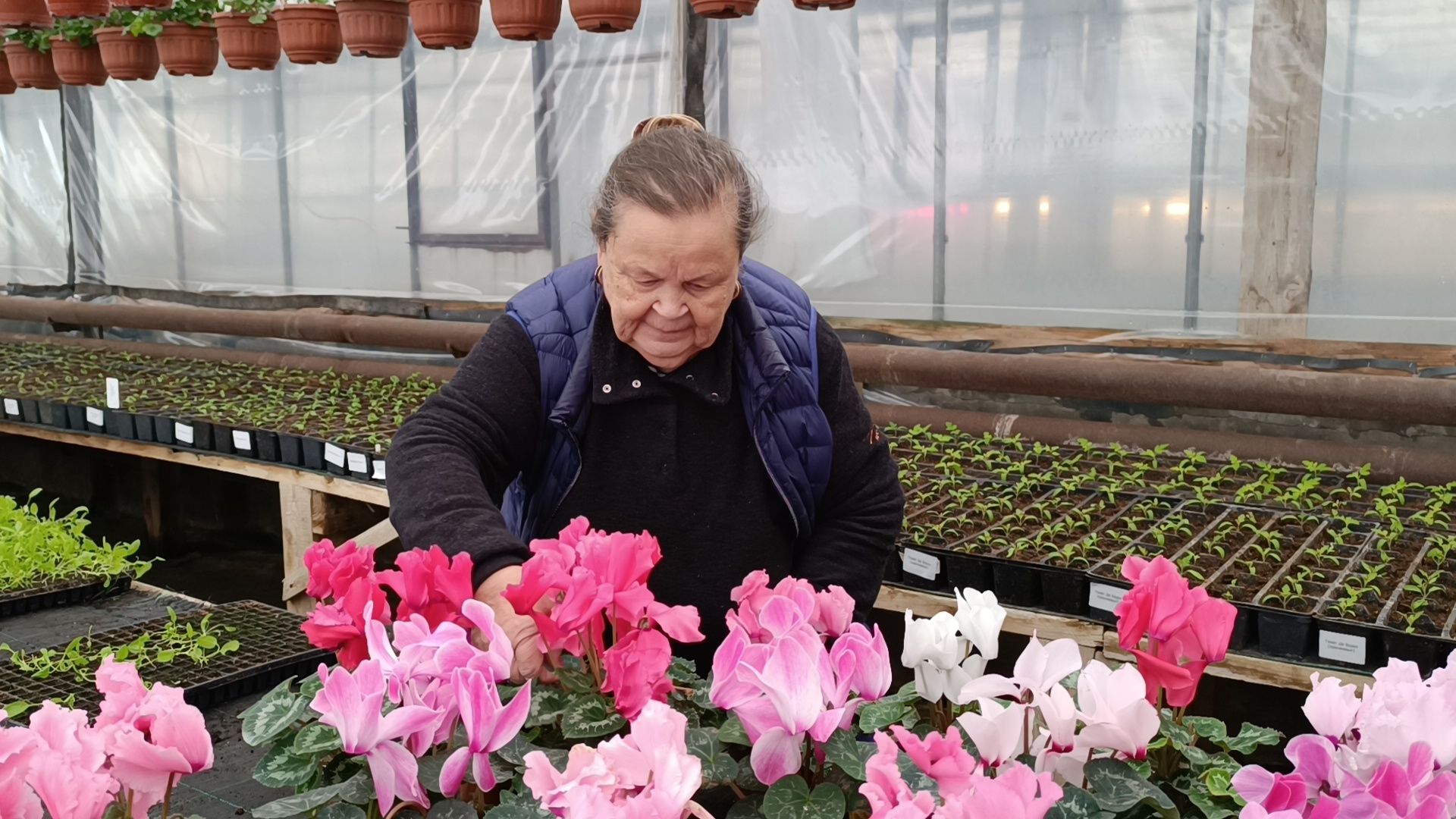 цветы, лобня, тюльпаны,