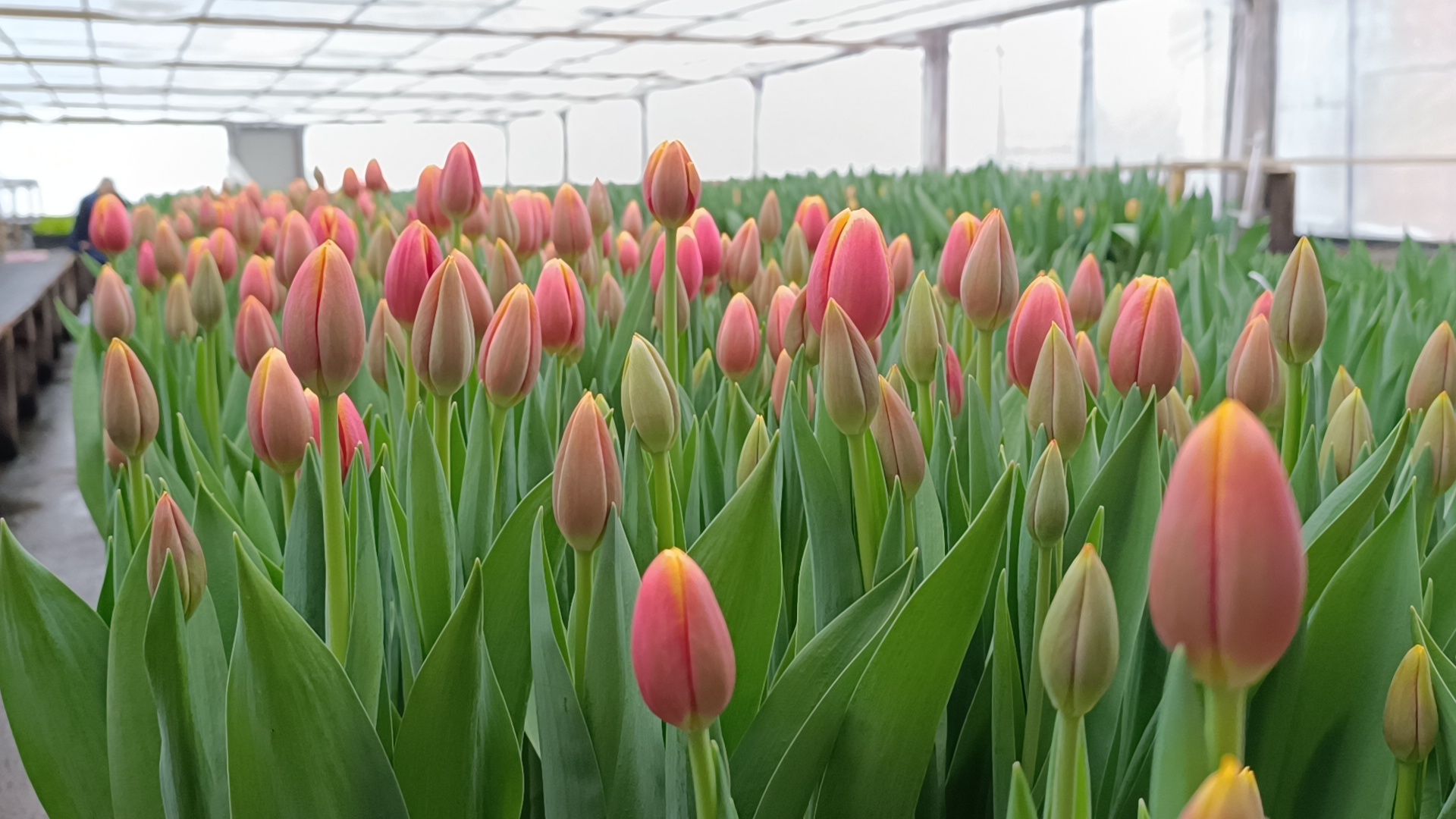 цветы, лобня, тюльпаны,