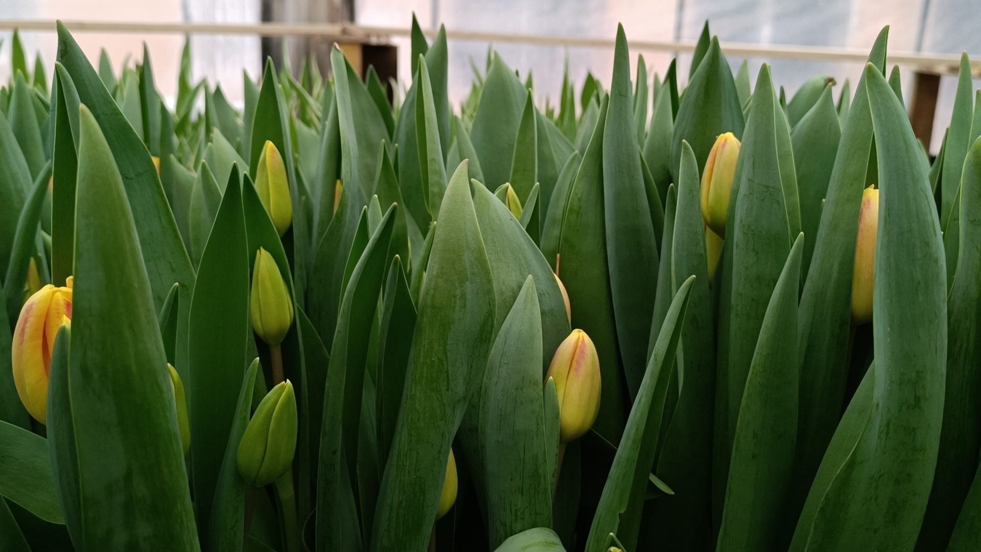 цветы, лобня, тюльпаны,