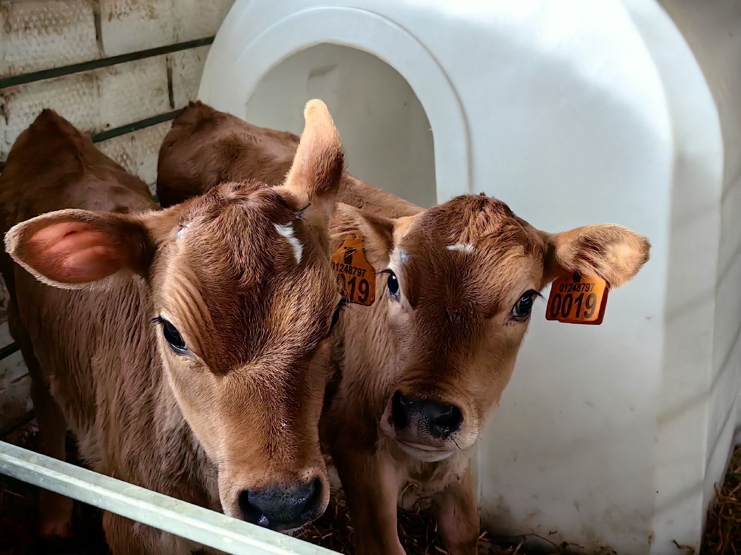 фермер, грант, хозяйство, КРС, поголовье,