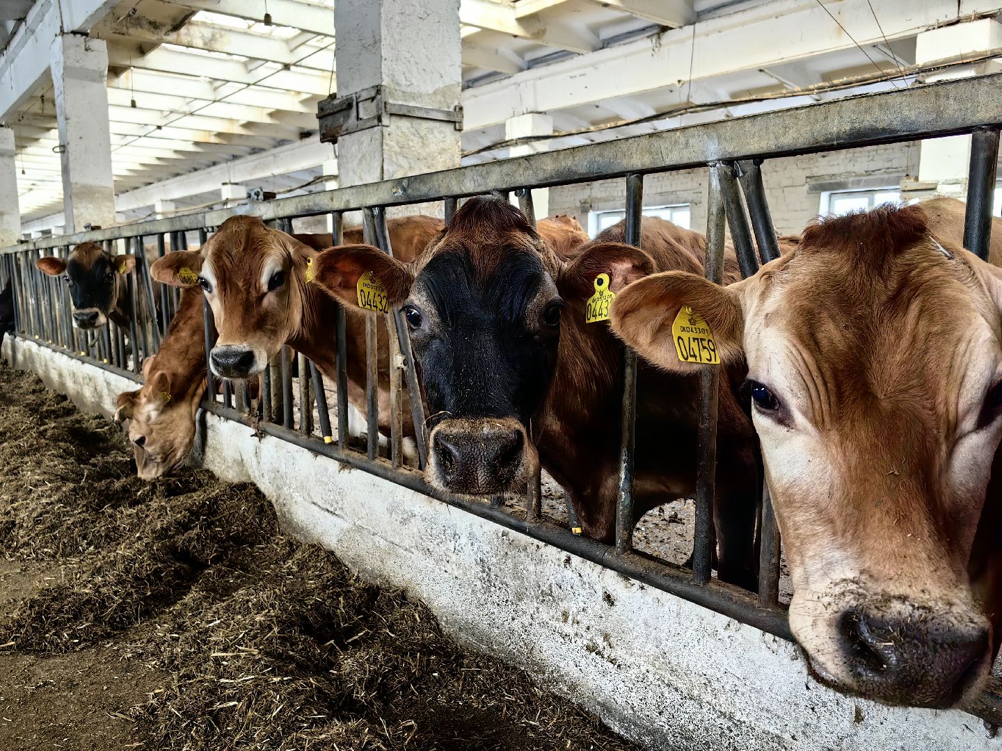 фермер, грант, хозяйство, КРС, поголовье,