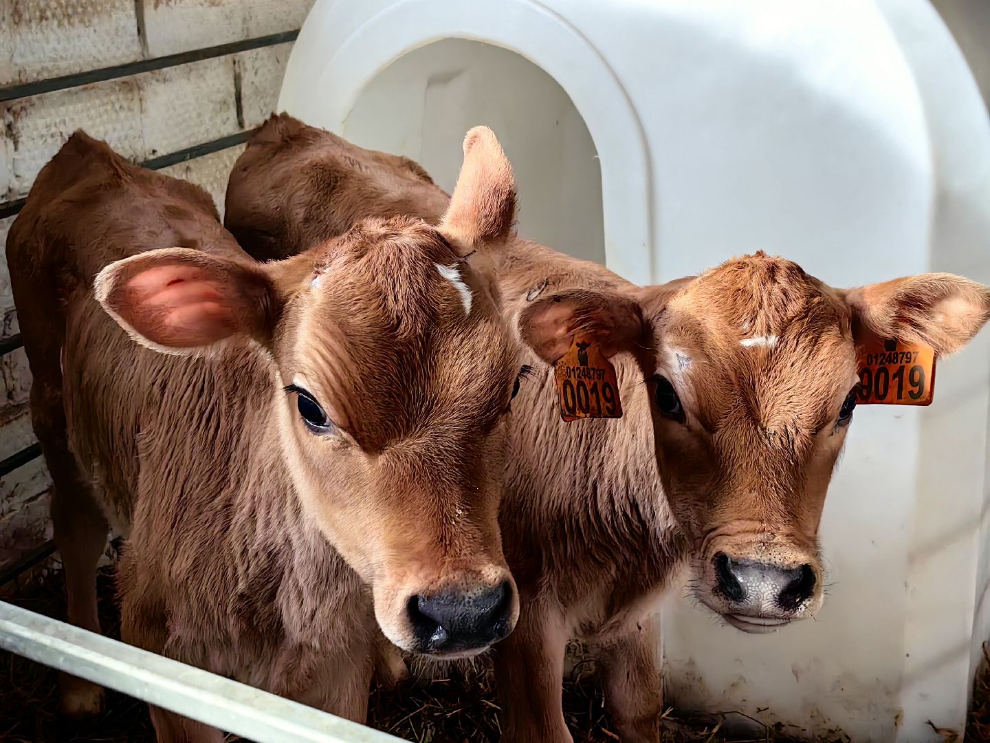 фермер, грант, хозяйство, КРС, поголовье,