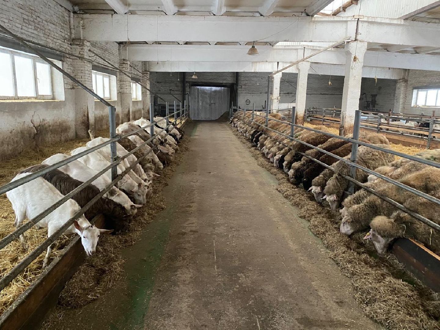 фермер, грант, хозяйство, КРС, поголовье,