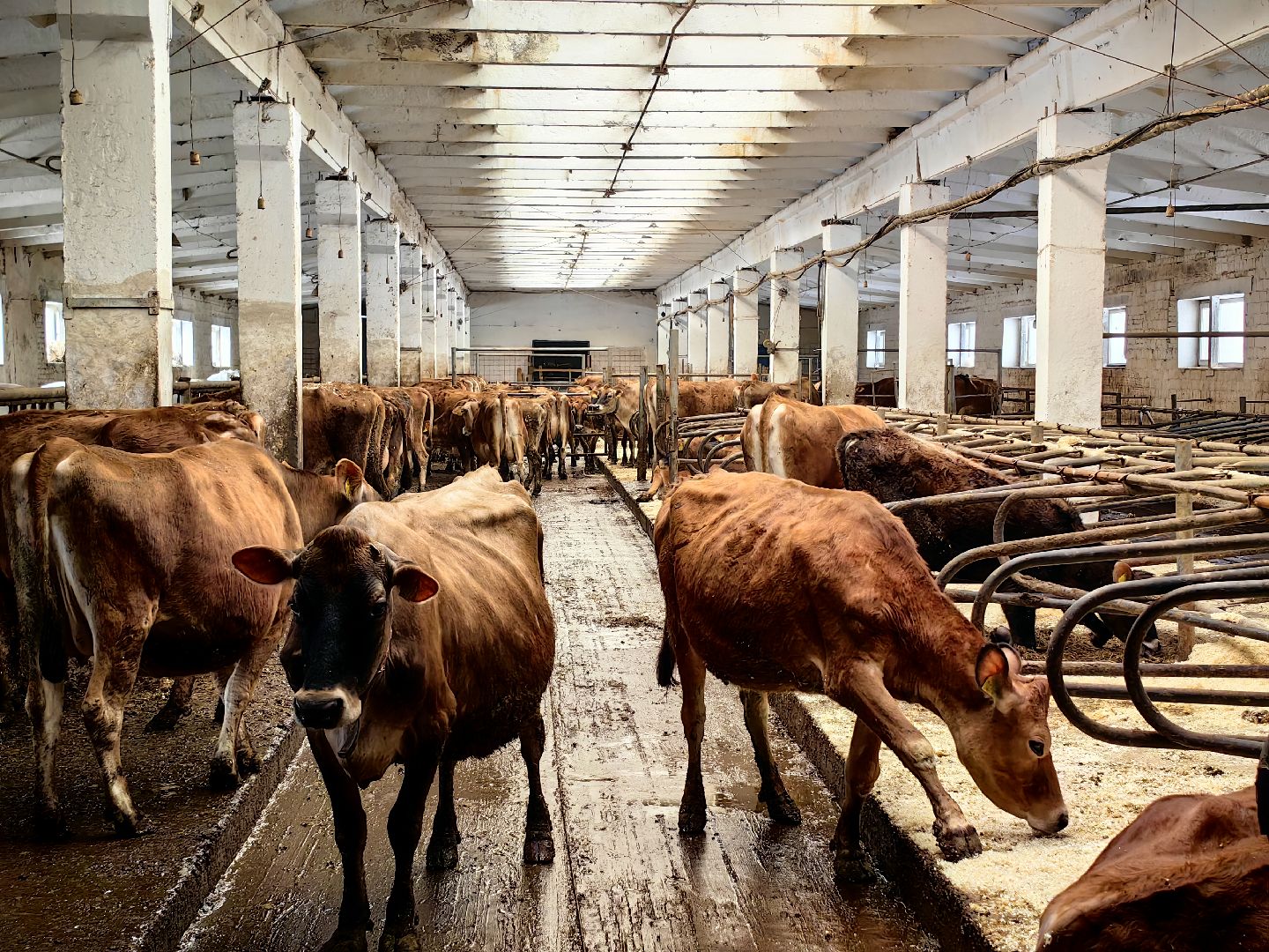 фермер, грант, хозяйство, КРС, поголовье,