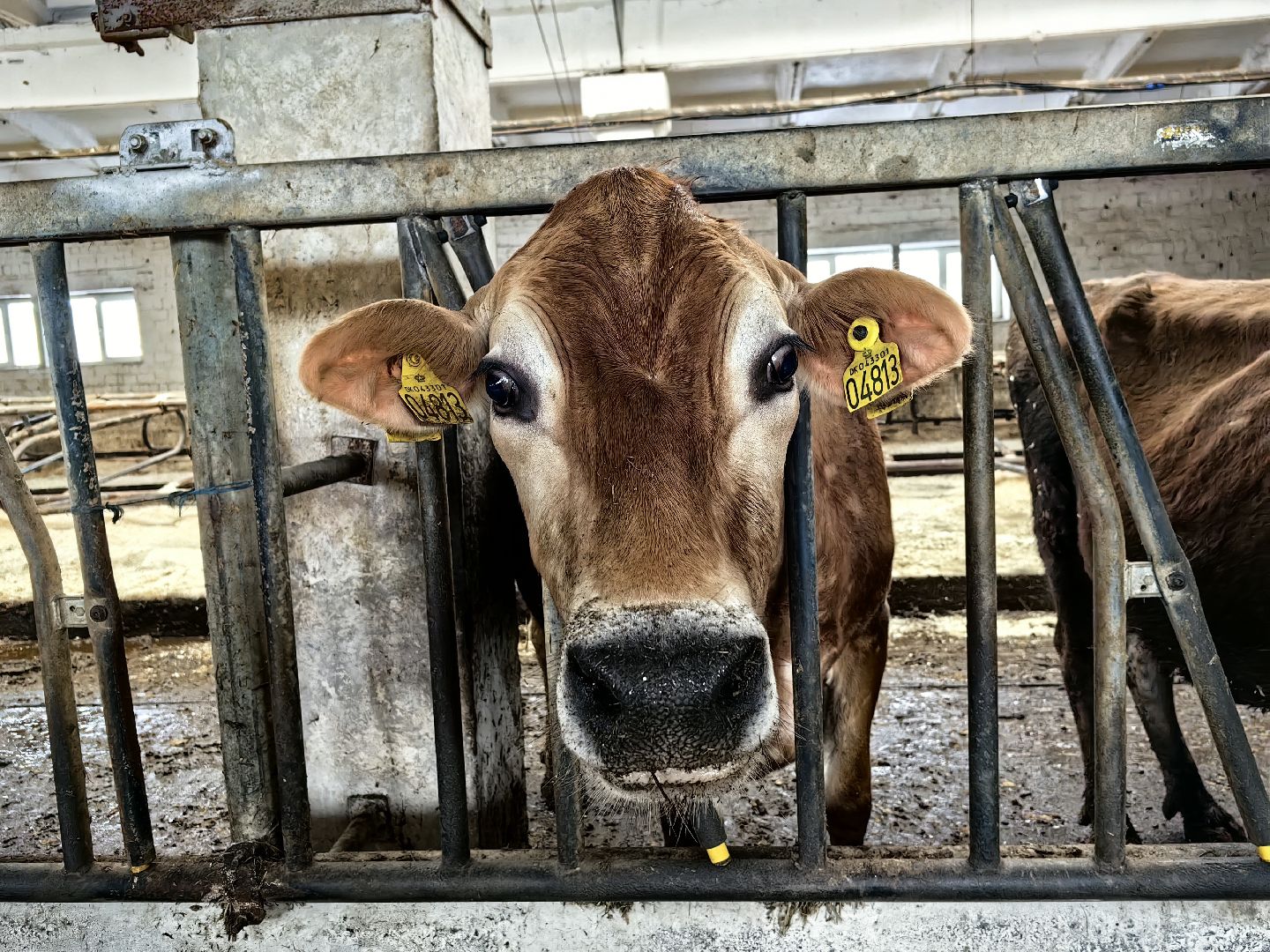 фермер, грант, хозяйство, КРС, поголовье,