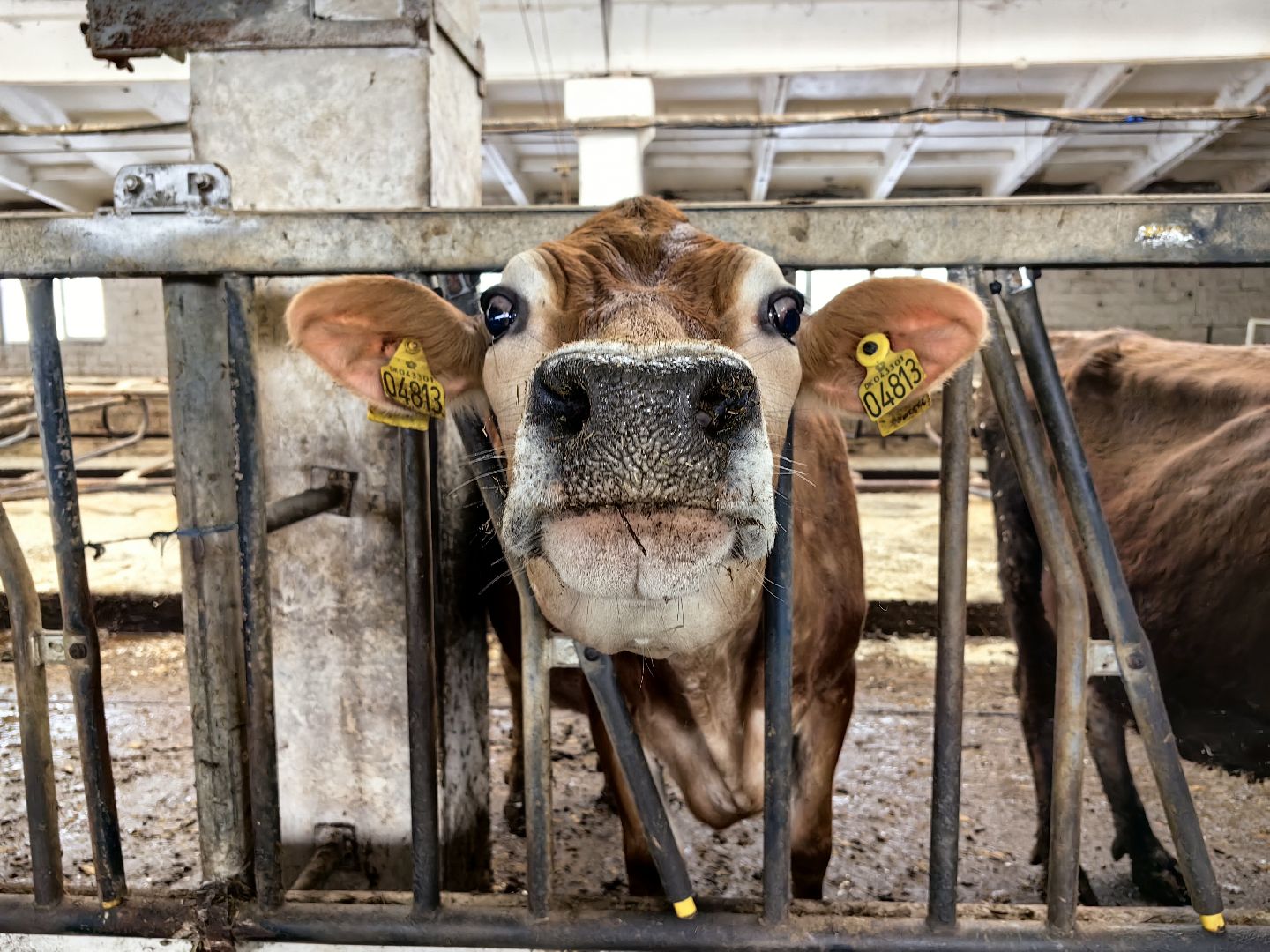 фермер, грант, хозяйство, КРС, поголовье,