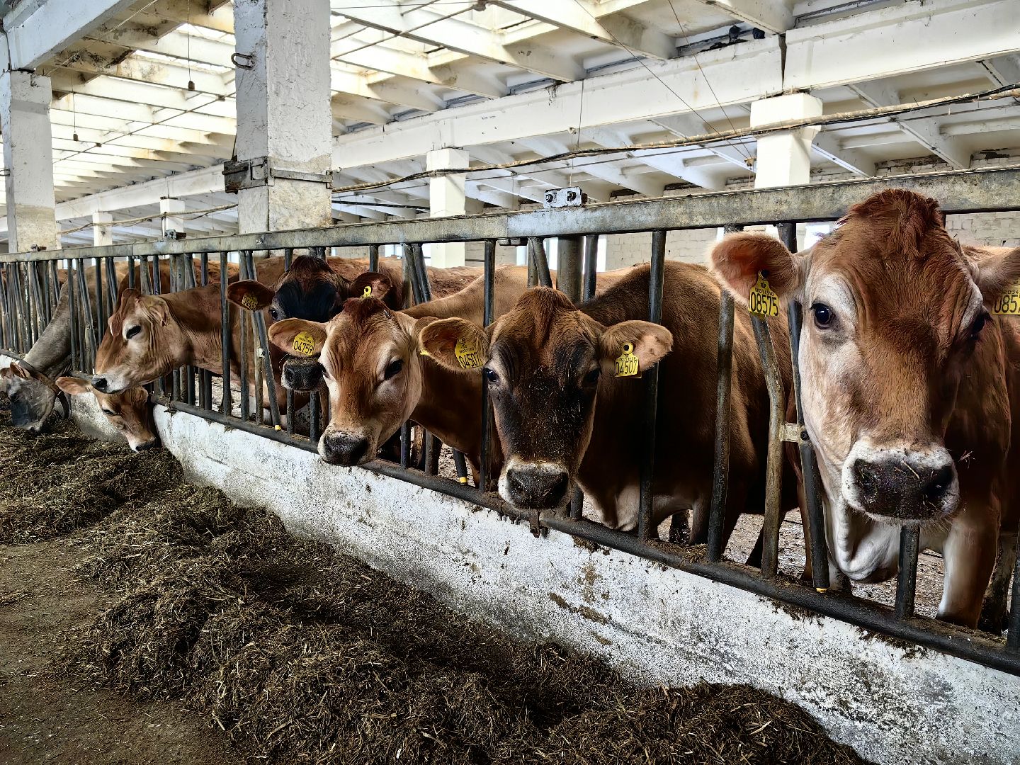 фермер, грант, хозяйство, КРС, поголовье,