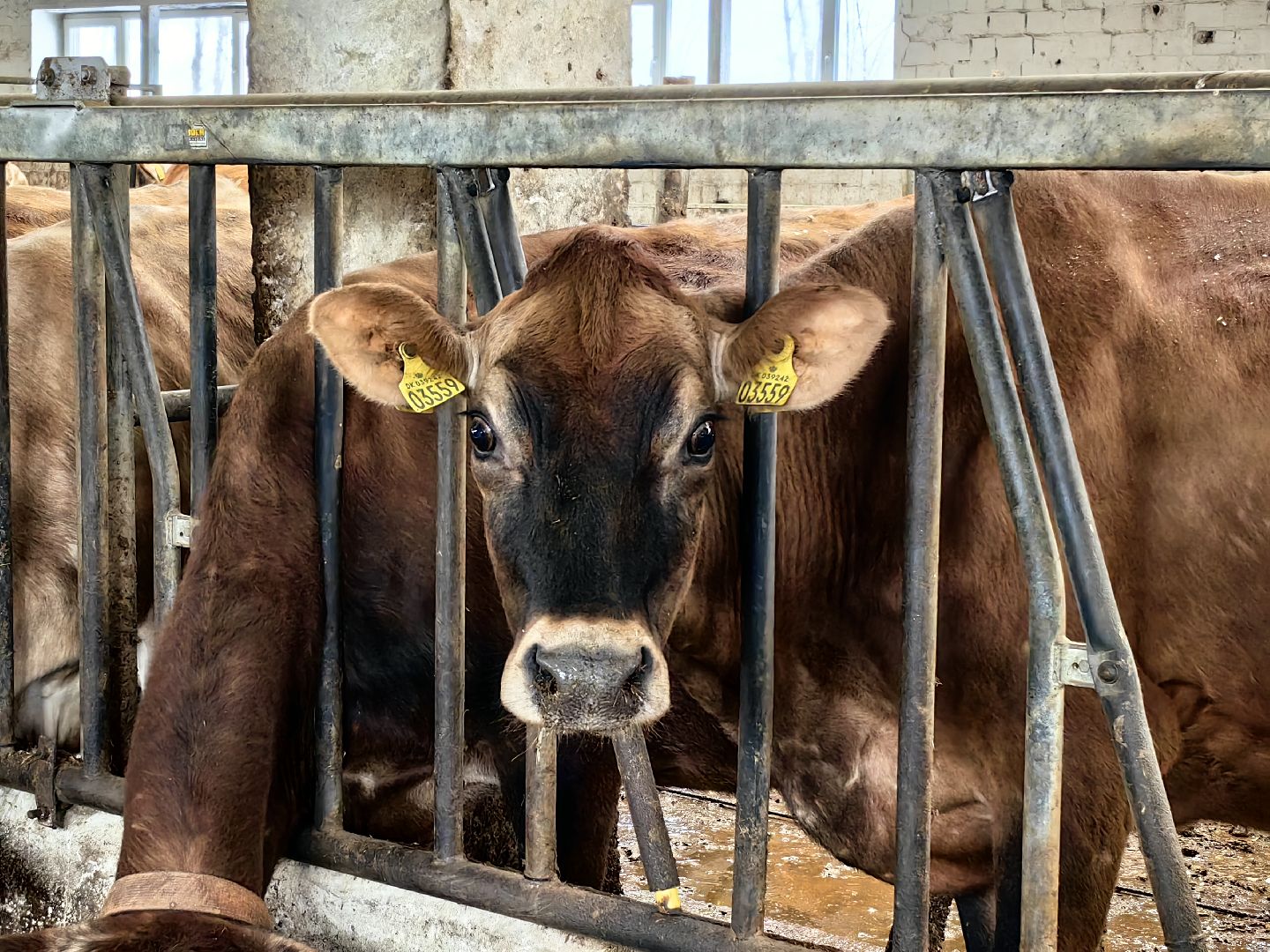 фермер, грант, хозяйство, КРС, поголовье,