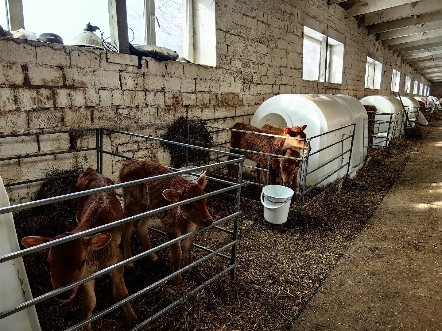 фермер, грант, хозяйство, КРС, поголовье,