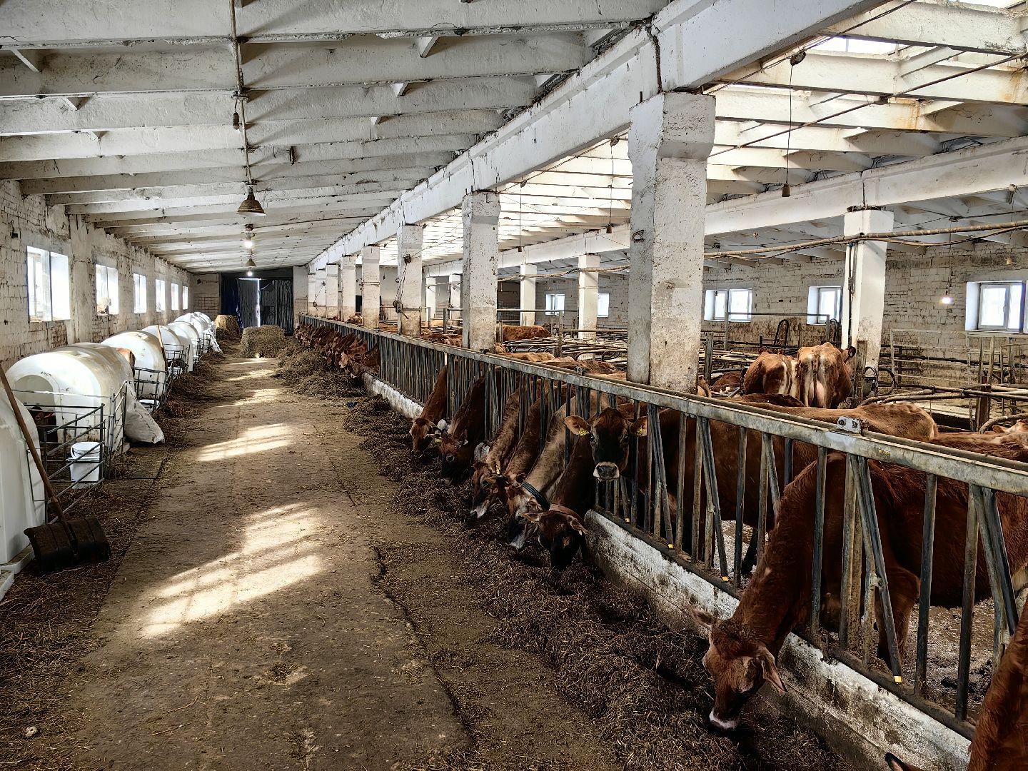 фермер, грант, хозяйство, КРС, поголовье,