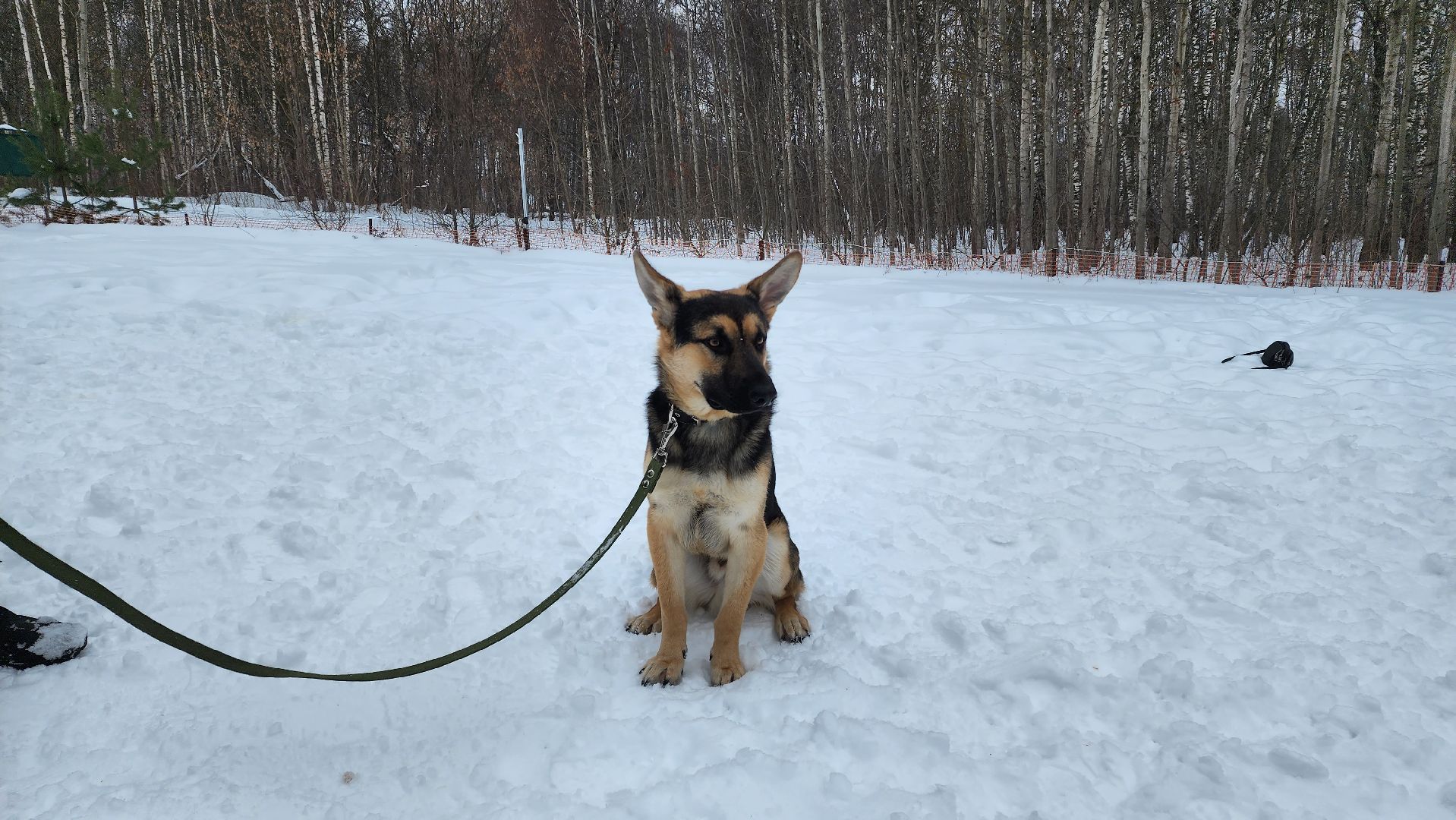 Домодедово, Спасти Джека, Живодеры, Подмосковье, Ищет дом, Овчарка, Волонтеры, Ветеринарная клиника,