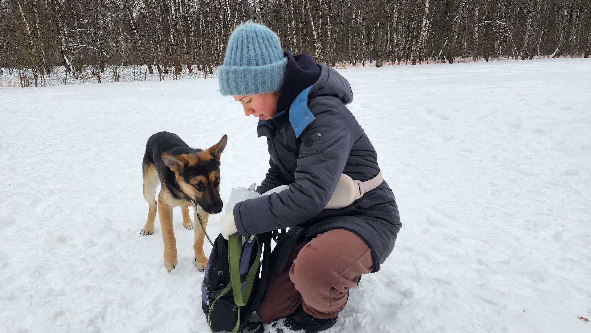 Домодедово, Спасти Джека, Живодеры, Подмосковье, Ищет дом, Овчарка, Волонтеры, Ветеринарная клиника,