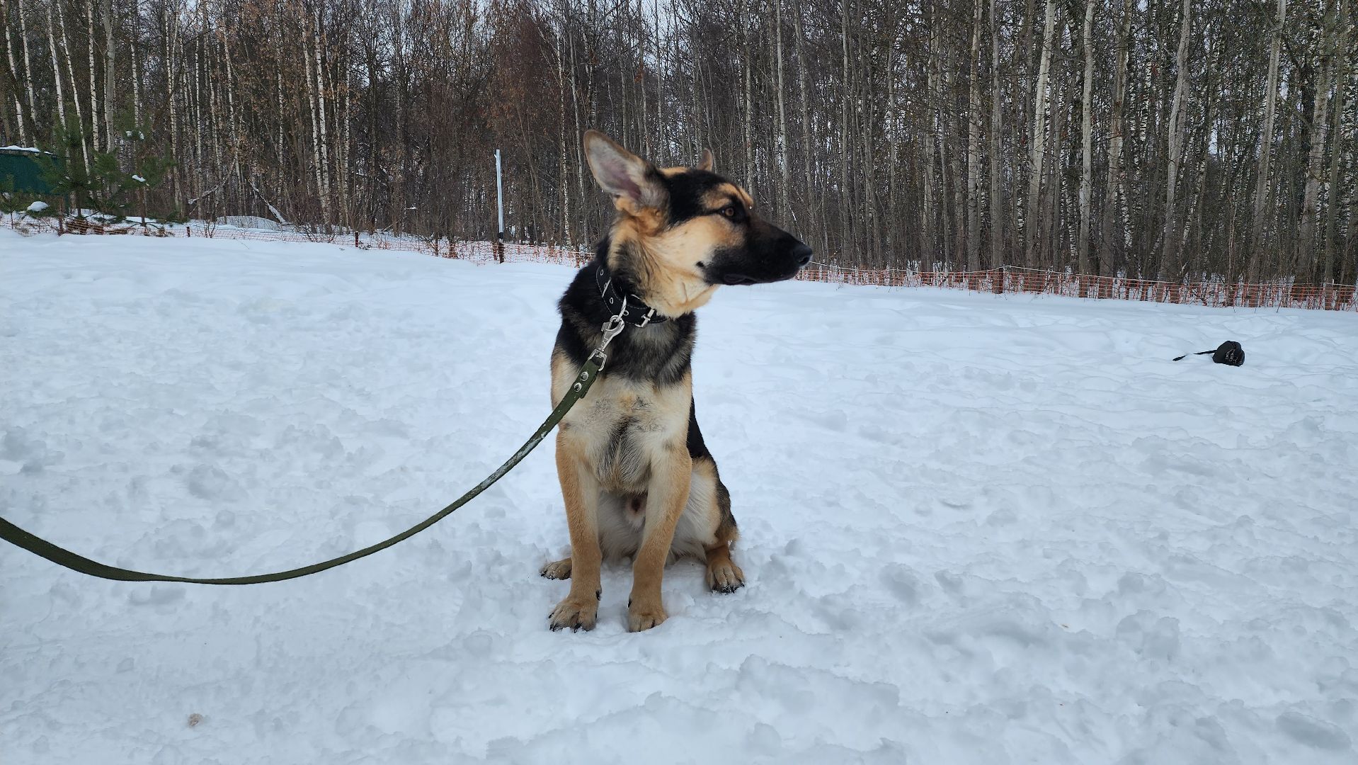Домодедово, Спасти Джека, Живодеры, Подмосковье, Ищет дом, Овчарка, Волонтеры, Ветеринарная клиника,