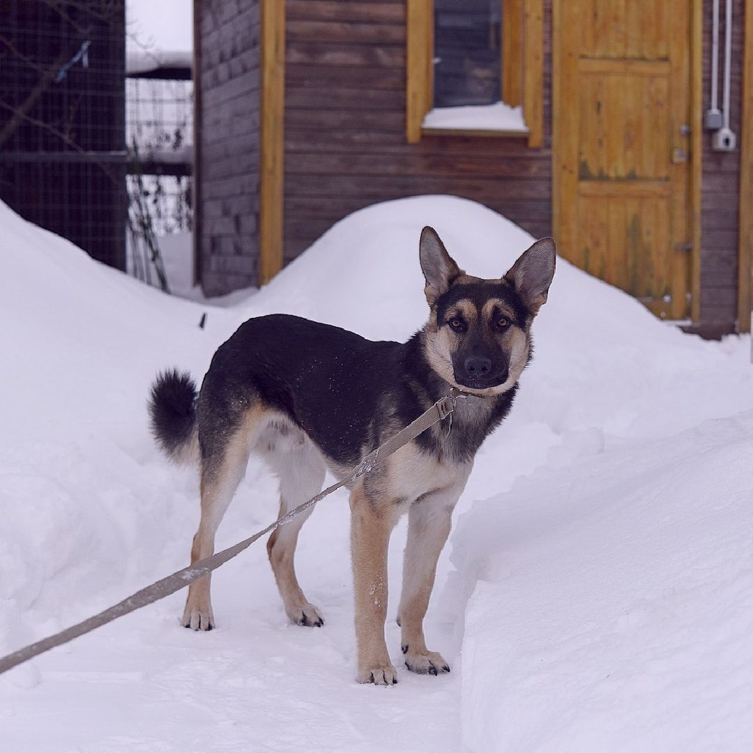 Домодедово, Спасти Джека, Живодеры, Подмосковье, Ищет дом, Овчарка, Волонтеры, Ветеринарная клиника,