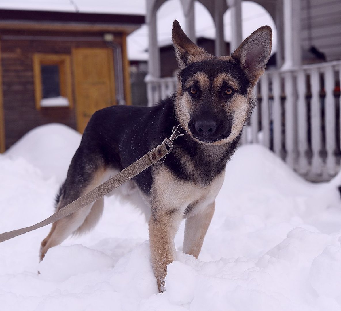 Домодедово, Спасти Джека, Живодеры, Подмосковье, Ищет дом, Овчарка, Волонтеры, Ветеринарная клиника,