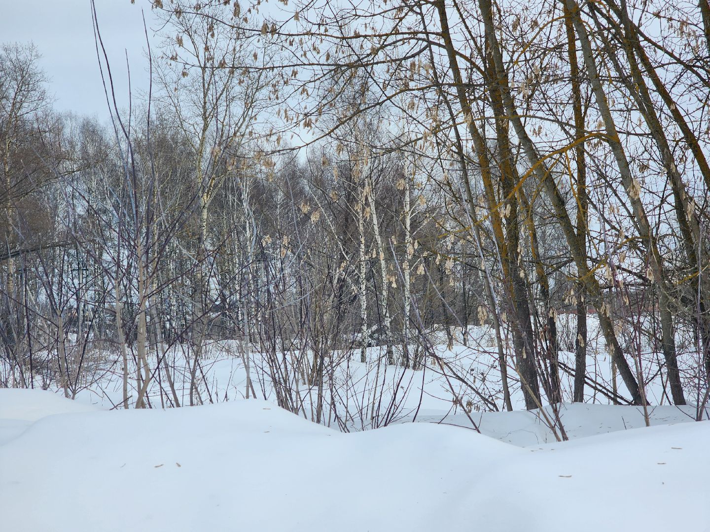 Павловский Посад, Городской округ Павловский Посад, Люди, Благоустройство, зелный узел, Парк,