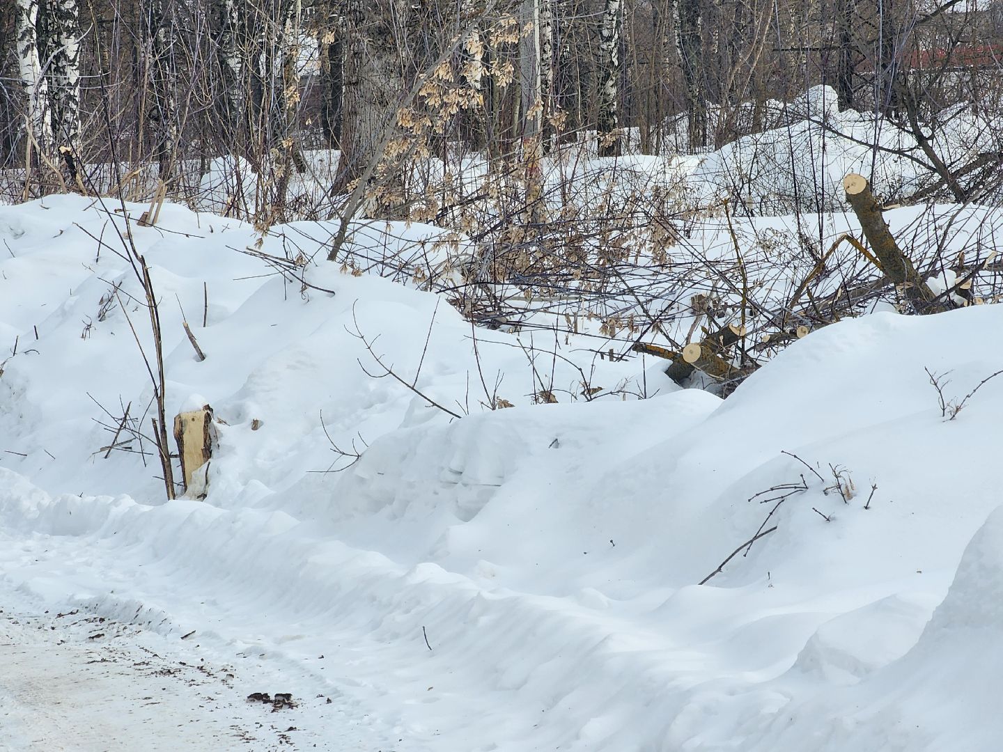 Павловский Посад, Городской округ Павловский Посад, Люди, Благоустройство, зелный узел, Парк,