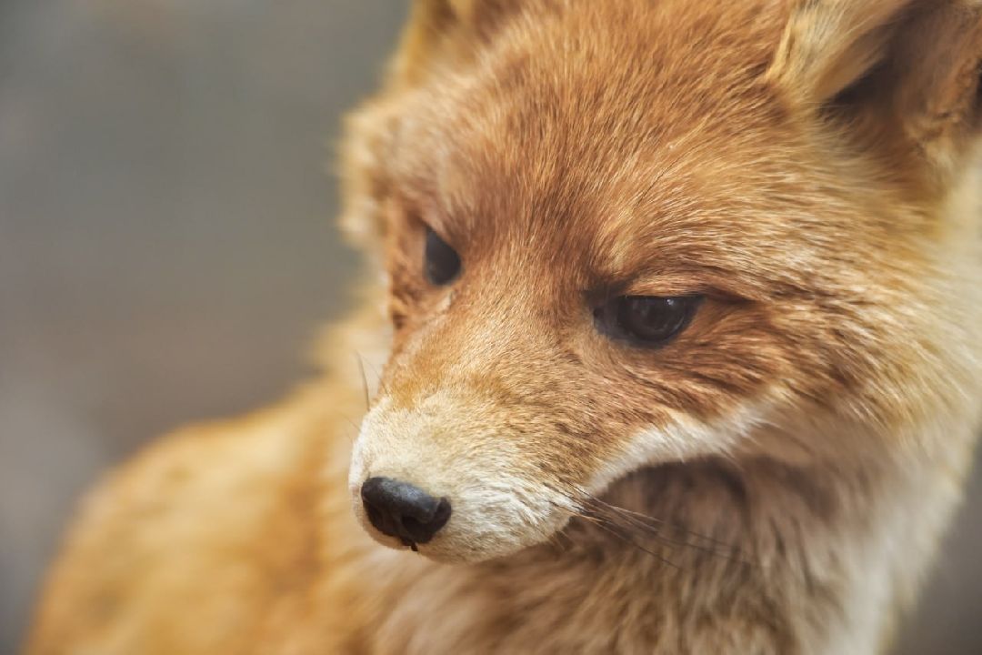 Сергиев Посад