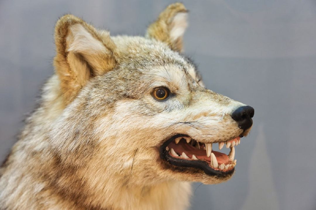 Сергиев Посад