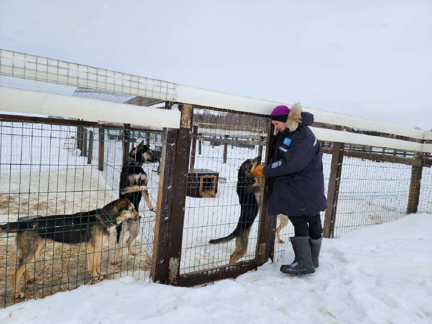 можайск, можайский городской округ, подмосковье, гонки, собаки, соревнования, гонки на собачьих упряжках, спорт,