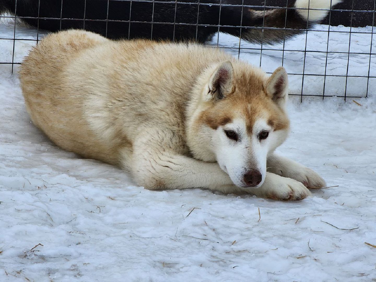 можайск, можайский городской округ, подмосковье, гонки, собаки, соревнования, гонки на собачьих упряжках, спорт,