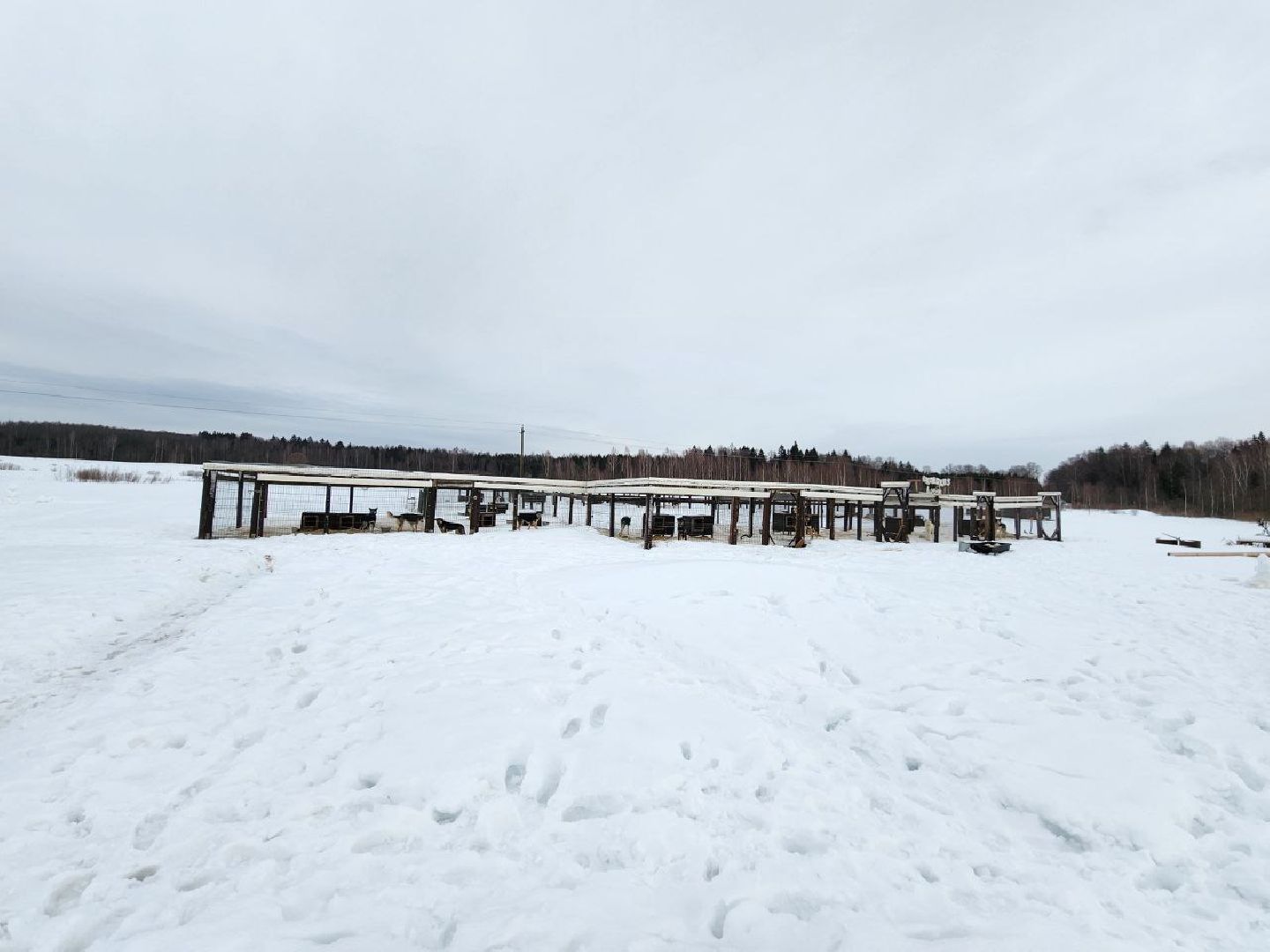 можайск, можайский городской округ, подмосковье, гонки, собаки, соревнования, гонки на собачьих упряжках, спорт,