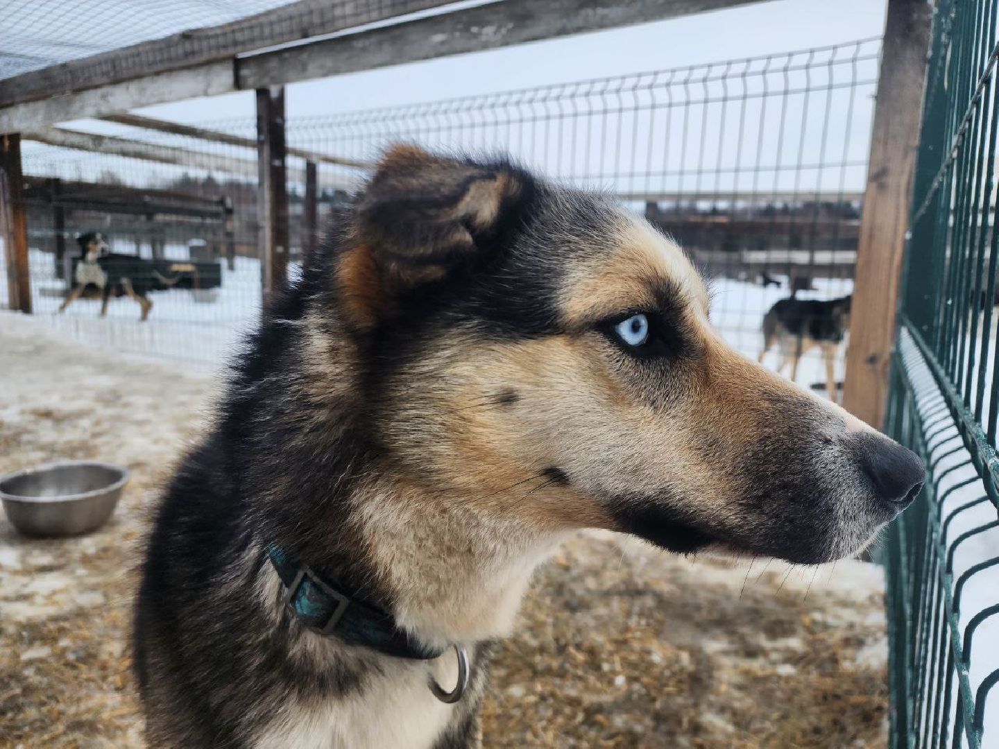 можайск, можайский городской округ, подмосковье, гонки, собаки, соревнования, гонки на собачьих упряжках, спорт,