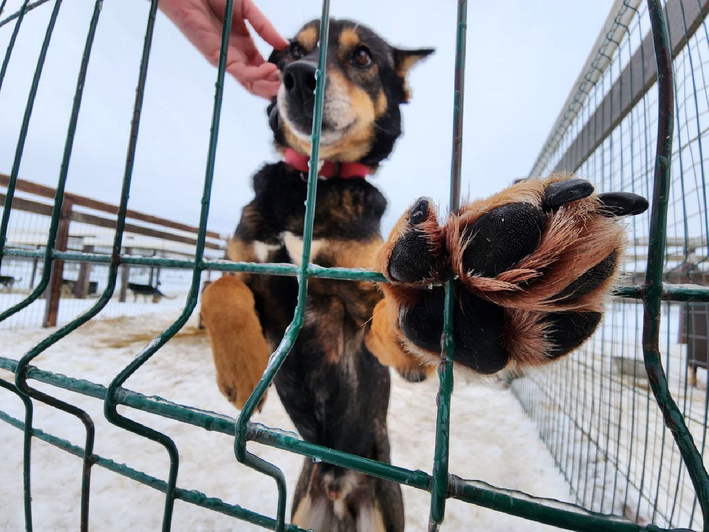 можайск, можайский городской округ, подмосковье, гонки, собаки, соревнования, гонки на собачьих упряжках, спорт,