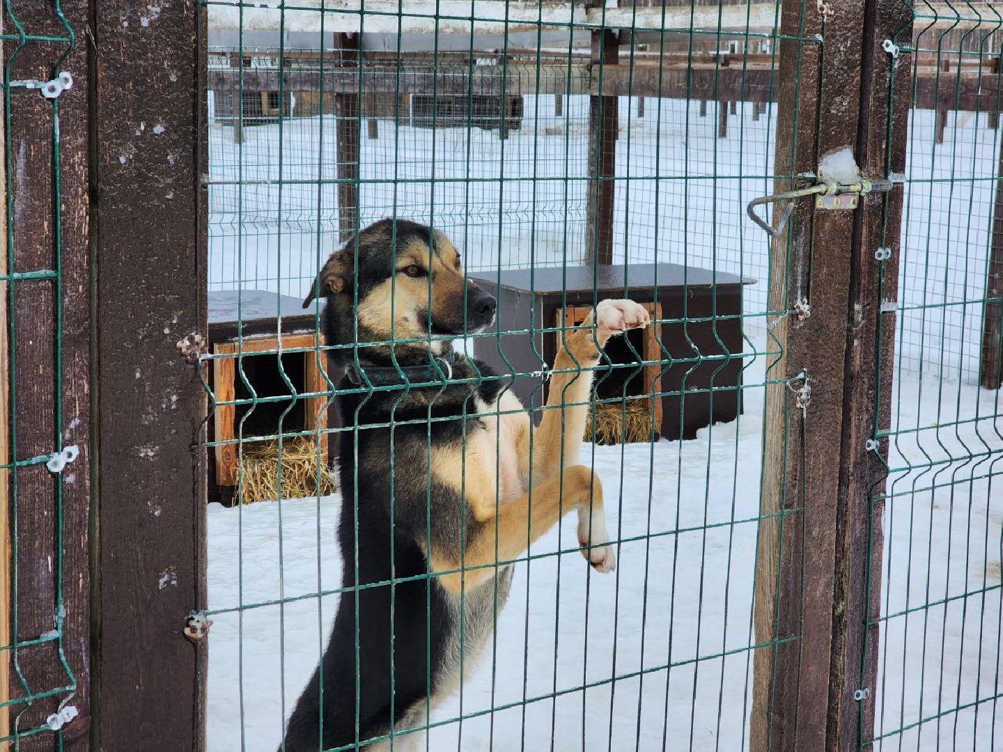 можайск, можайский городской округ, подмосковье, гонки, собаки, соревнования, гонки на собачьих упряжках, спорт,