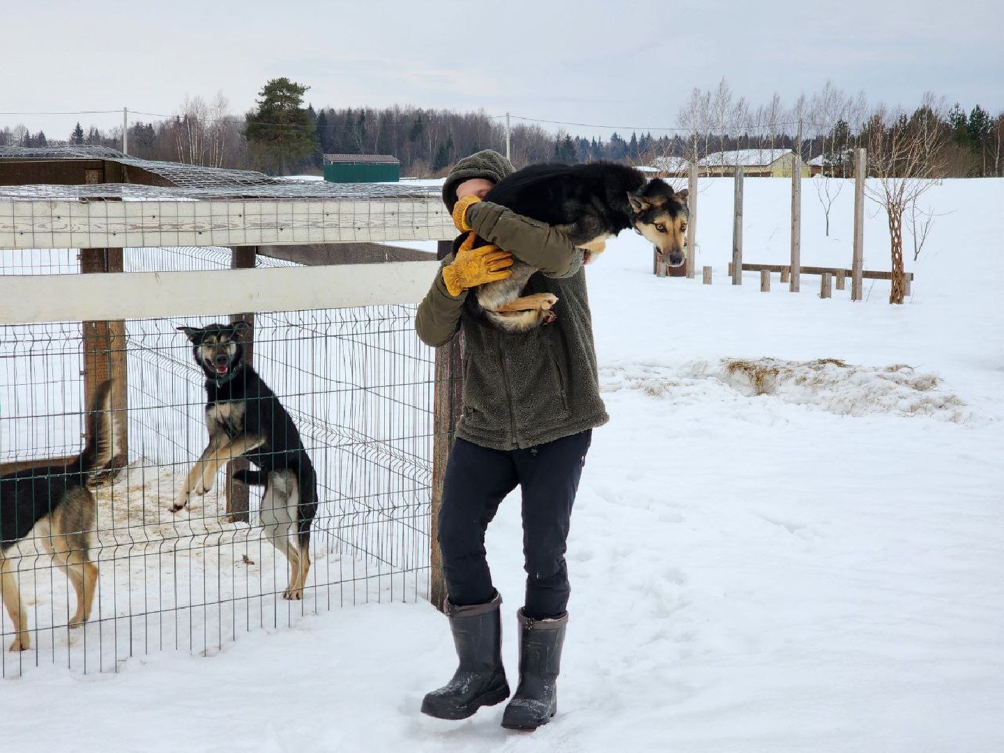 можайск, можайский городской округ, подмосковье, гонки, собаки, соревнования, гонки на собачьих упряжках, спорт,