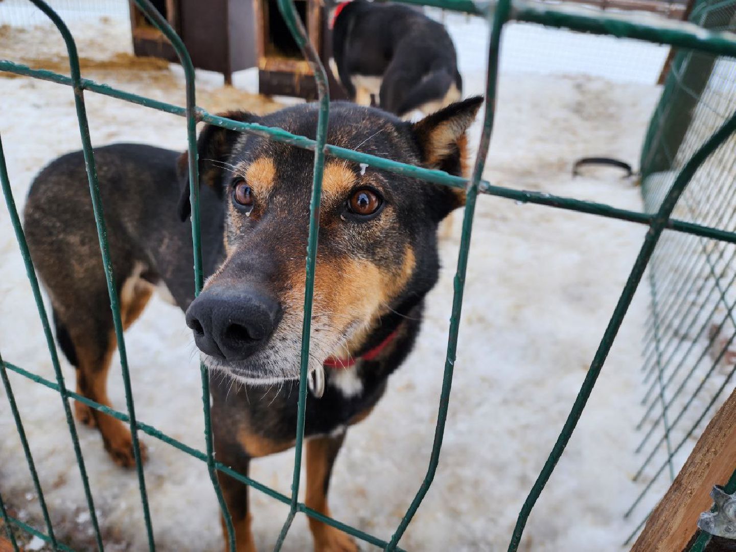 можайск, можайский городской округ, подмосковье, гонки, собаки, соревнования, гонки на собачьих упряжках, спорт,