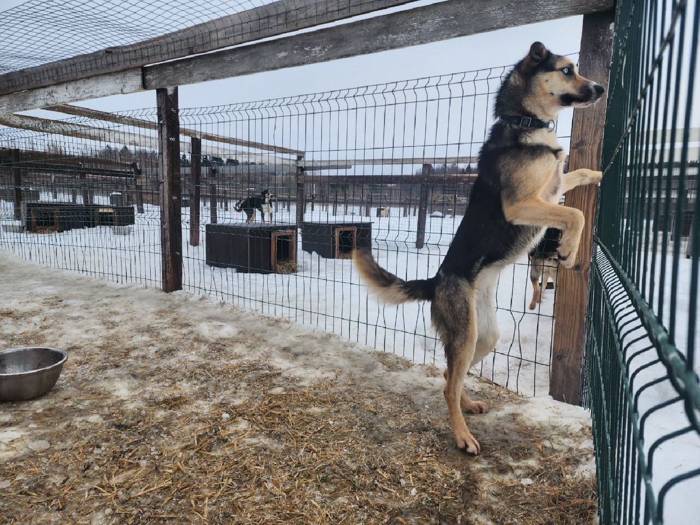 можайск, можайский городской округ, подмосковье, гонки, собаки, соревнования, гонки на собачьих упряжках, спорт,