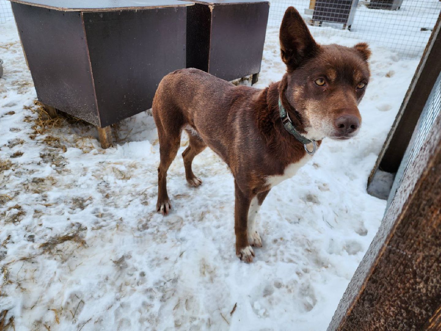 можайск, можайский городской округ, подмосковье, гонки, собаки, соревнования, гонки на собачьих упряжках, спорт,