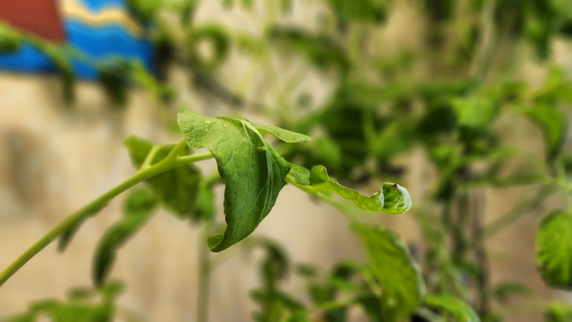 Ступино, Школа Малино Ступино, Малино поселок,