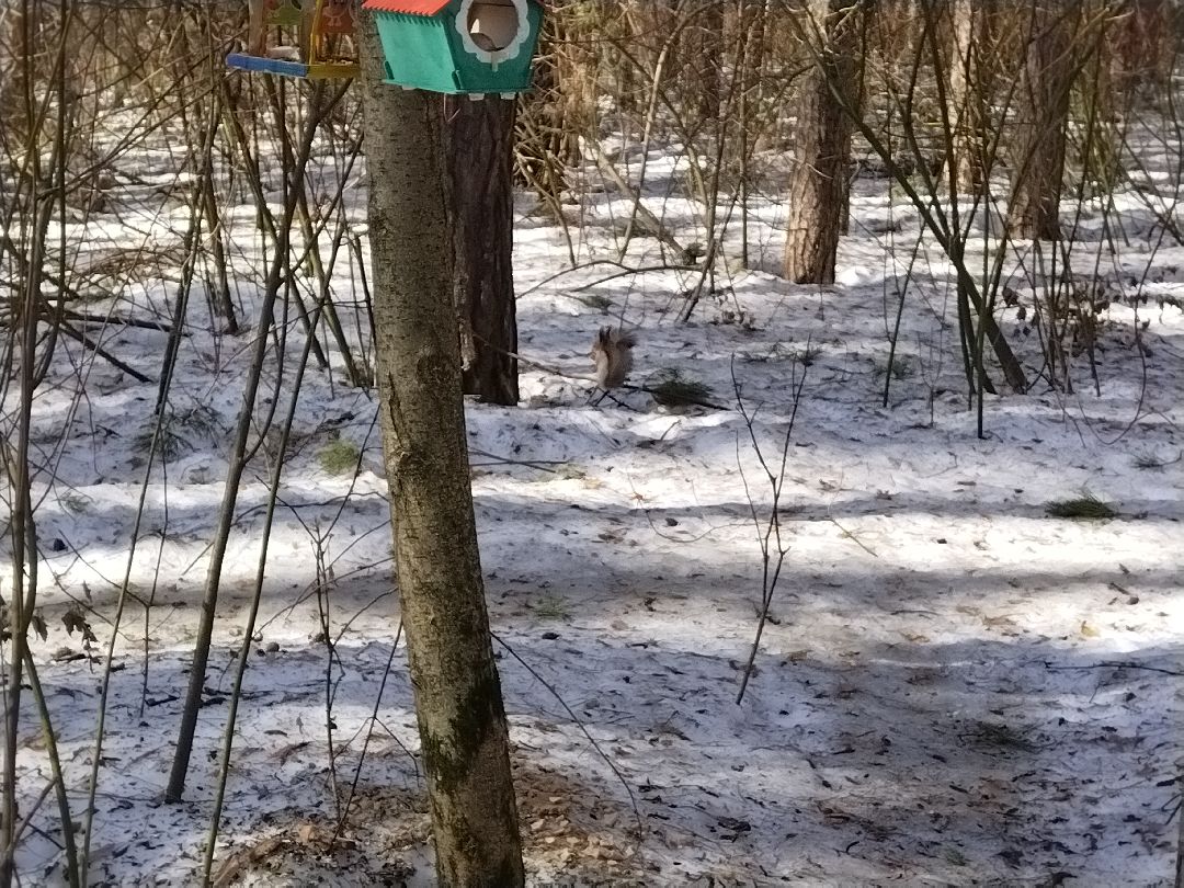 Скворечник для птиц, Минэкологии, Мытищи, Сбербанк