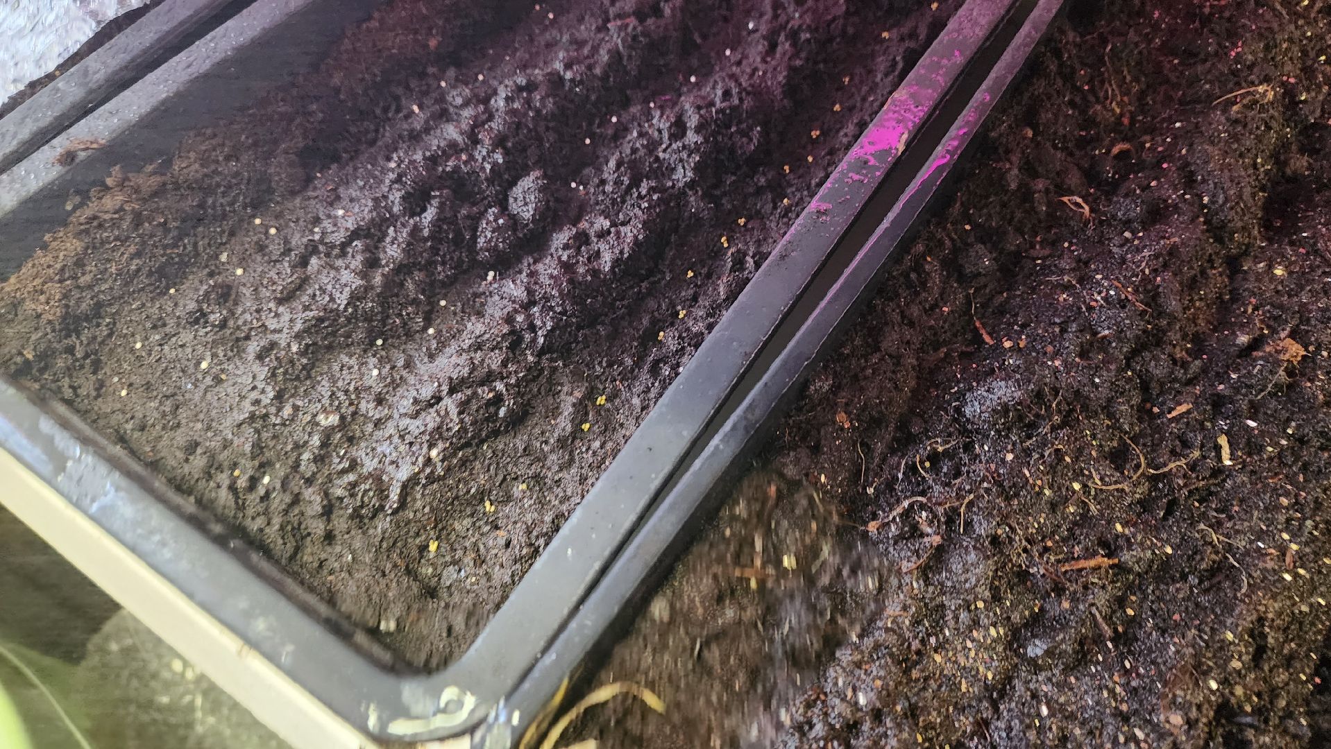 Город-сад, Союз садоводов России, волонтеры, озеленение, цветы, рассада, Ольга Пушкарева,