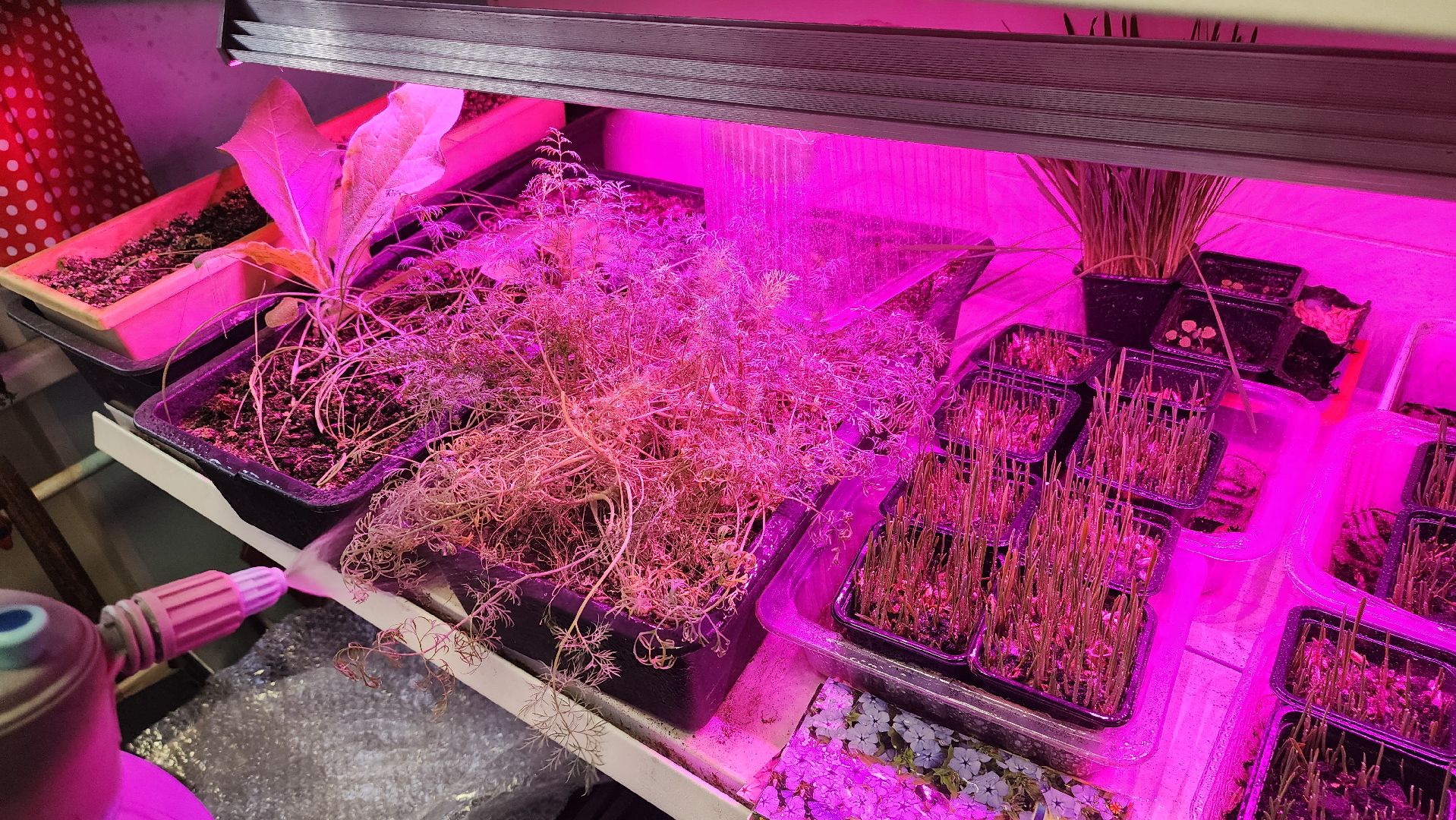 Город-сад, Союз садоводов России, волонтеры, озеленение, цветы, рассада, Ольга Пушкарева,