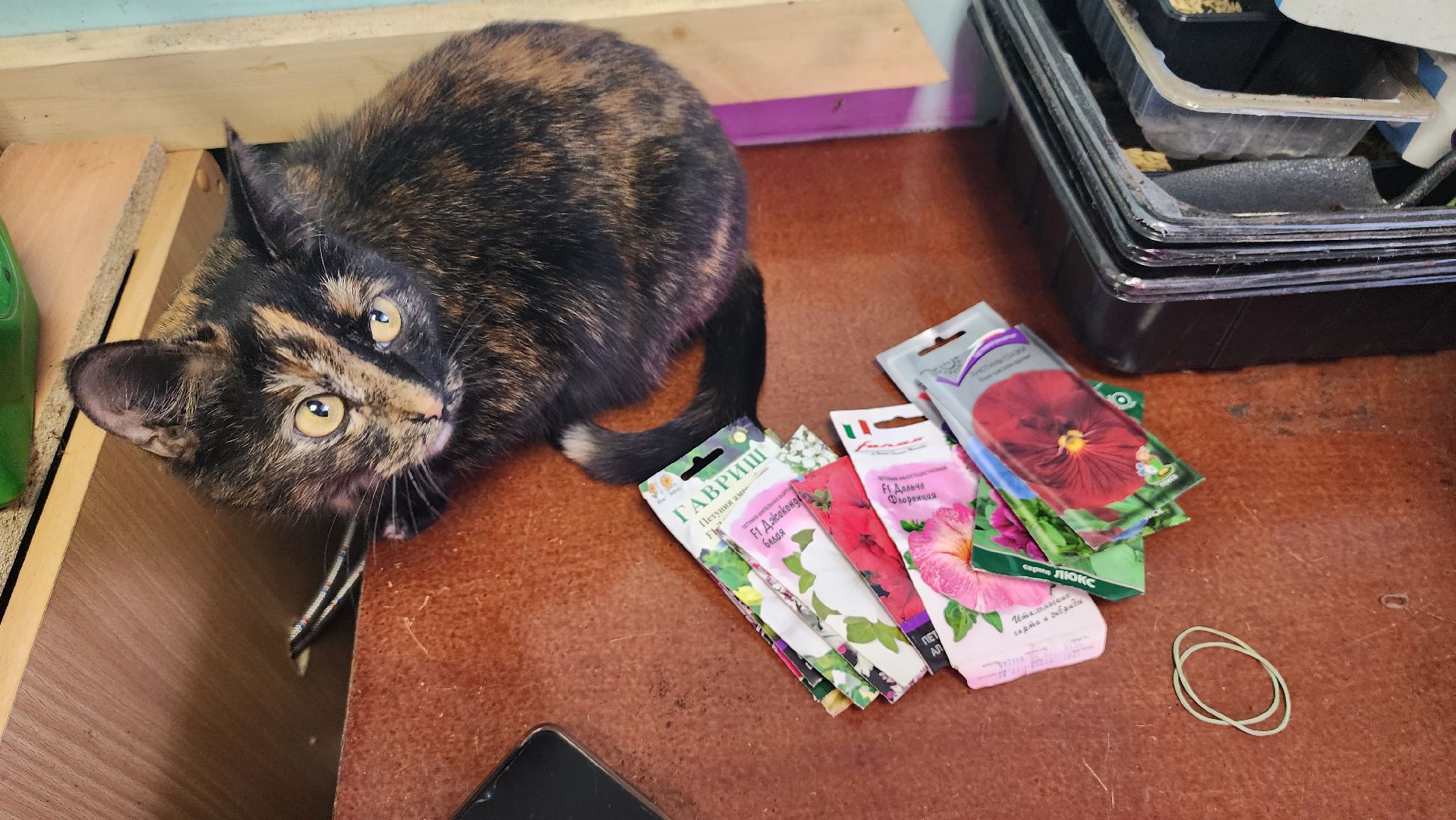 Город-сад, Союз садоводов России, волонтеры, озеленение, цветы, рассада, Ольга Пушкарева,